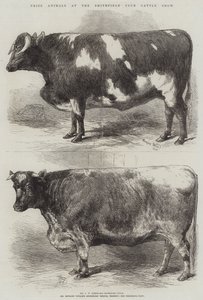 Animaux primés au Smithfield Club Cattle Show - Harrison William Weir