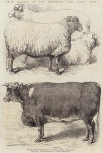 Animaux primés au Salon du bétail du Smithfield Club - Harrison William Weir