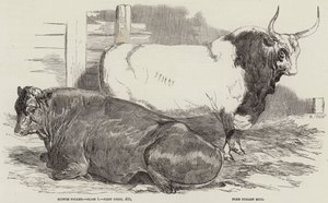 Bétail primé au salon de la Royal Agricultural Society, à Windsor
