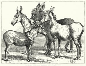Ânes primés à l