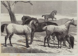 Chevaux primés au salon du cheval dans le hall agricole, Islington - Harrison William Weir