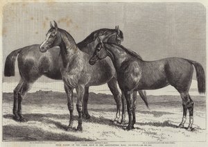 Chevaux primés au salon du cheval à l