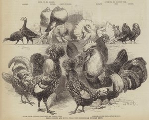 Pigeons et volailles primés du Salon de la volaille de Birmingham