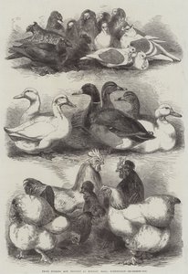 Pigeons et volailles primés à Bingley Hall, Birmingham - Harrison William Weir