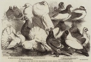 Pigeons primés à l