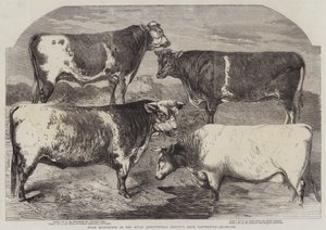 Prix des Shorthorns à l