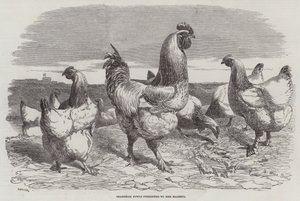 Poules de Shanghai présentées à Sa Majesté