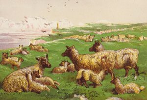 Moutons sur le rivage - Harrison William Weir