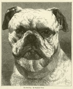 Le bouledogue - Harrison William Weir