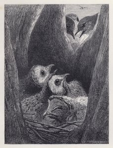 Le Nid de Jeunes Hiboux (gravure) - Harrison William Weir
