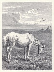Le Vieux Cheval (gravure) - Harrison William Weir