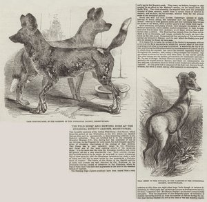 Les moutons sauvages et les chiens de chasse aux jardins de la Société zoologique, Regent