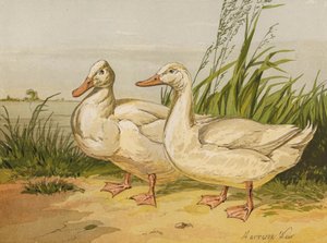 Canards Aylesbury Blancs