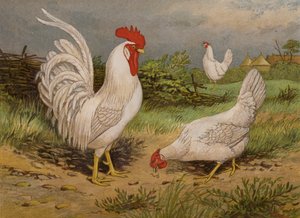 Leghorns blancs (chromolithographie) - Harrison William Weir