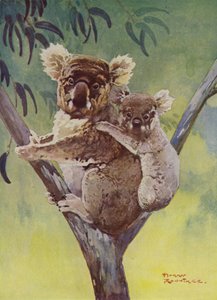 Koala et son petit dans un eucalyptus, Australie - Harry Rountree