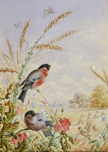 Bouvreuils dans un champ de récolte