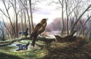 Le héraut du printemps