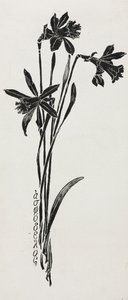 Jonquilles - Harry Fenn