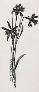 Jonquilles - Harry Fenn