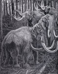 Mammouths - Harry Hamilton (after) Johnston