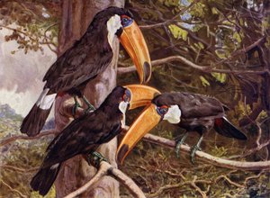 Un groupe de Toucans Toco