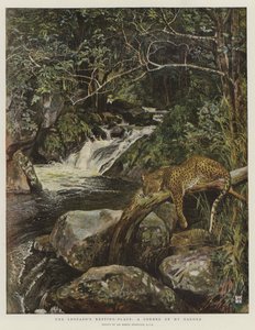 Le repos du léopard, un coin de mon jardin - Harry Hamilton Johnston
