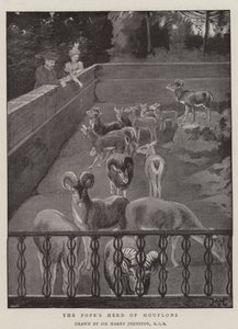 Le troupeau de mouflons du Pape - Harry Hamilton Johnston