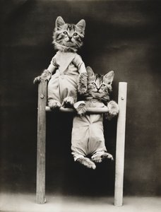 Série des chatons : Excercising, c.1914 (épreuve argentique) - Harry Whittier Frees