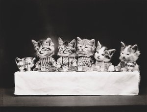 Série des chatons : Cène, vers 1914 (tirage argentique)