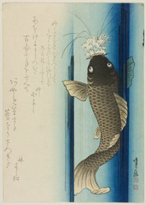 Cascade de carpes
