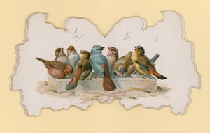 Oiseaux (lithographie en couleur) - Hector Giacomelli