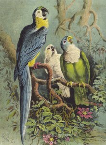 Perroquets