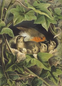 Rouge-gorge, nourrissant les petits - Hector Giacomelli