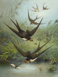 Hirondelle