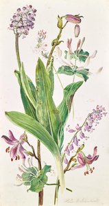 turquoise, orchis, geisha - Heinrich Carl Schubert