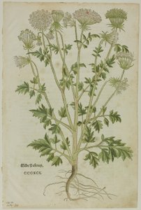 Feuille du Nouveau Kreuterbuch par Leonhart Fuchs, planche 97 de Gravures sur bois des livres du XVIe siècle