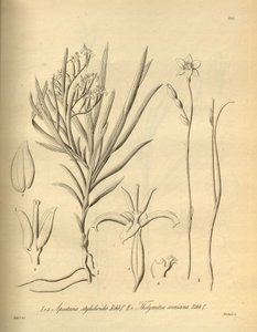 Apostasia wallichii (comme Apostasia stylidioides) - Thelymitra cornicina