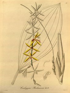 Coelogyne rochussenii - Heinrich Gustav Reichenbach