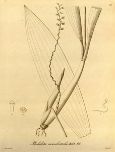Illustration de Pholidota camelostalix - Heinrich Gustav Reichenbach