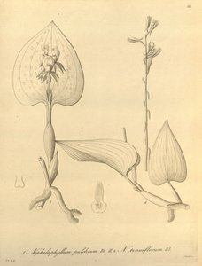 Ce fichier provient de la Bibliothèque du patrimoine de la biodiversité, et est disponible en ligne sur biodiversitylibrary.org/page/696488 - Heinrich Gustav Reichenbach
