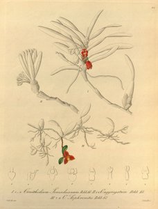 Ce fichier provient de la Bibliothèque de la biodiversité et est disponible en ligne sur biodiversitylibrary.org/page/696484 - Heinrich Gustav Reichenbach