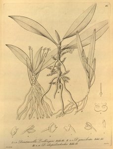 Ce fichier provient de la Bibliothèque du patrimoine de la biodiversité, et est disponible en ligne sur biodiversitylibrary.org/page/696486 - Heinrich Gustav Reichenbach