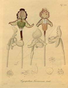 Ce fichier provient de la Bibliothèque de la biodiversité et est disponible en ligne sur biodiversitylibrary.org/page/698329 - Heinrich Gustav Reichenbach
