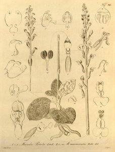 Ce fichier provient de la Bibliothèque de la biodiversité et est disponible en ligne sur biodiversitylibrary.org/page/696496 - Heinrich Gustav Reichenbach