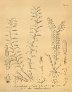 Illustrations d