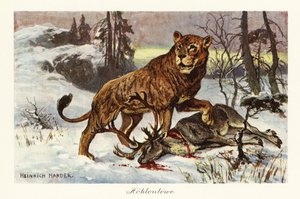 Lion des cavernes eurasien, Panthera spelaea (impression)