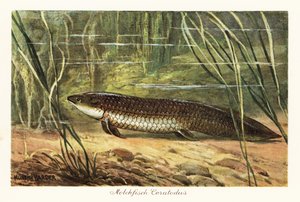 Ceratodus latissimus éteint parmi les roseaux au fond de l