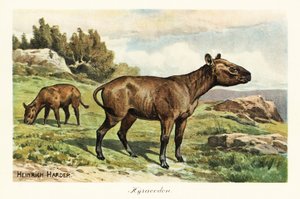 Hyracodon, genre éteint de mammifère ressemblant à un poney, Oligocène - Heinrich Harder