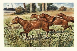 Mesohippus, genre éteint de cheval primitif, 1908