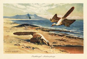 Deux Archéoptéryx cherchant de la nourriture sur le rivage